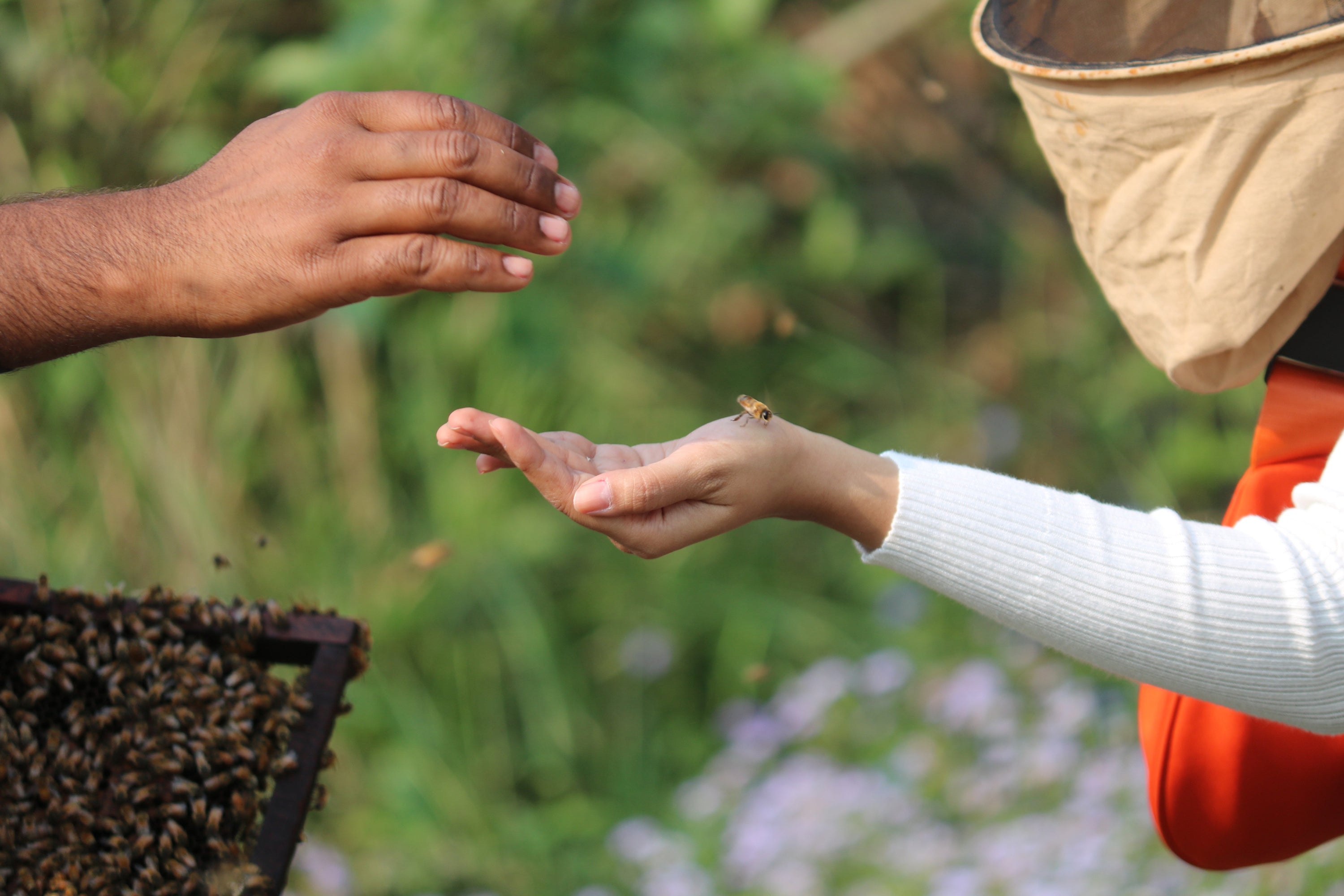 Why Bees Are Important for the Universe