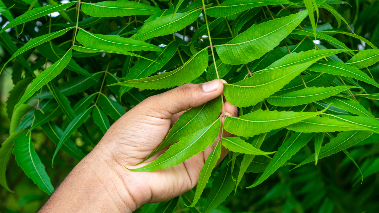 The Top 10 Benefits of Neem for Skin