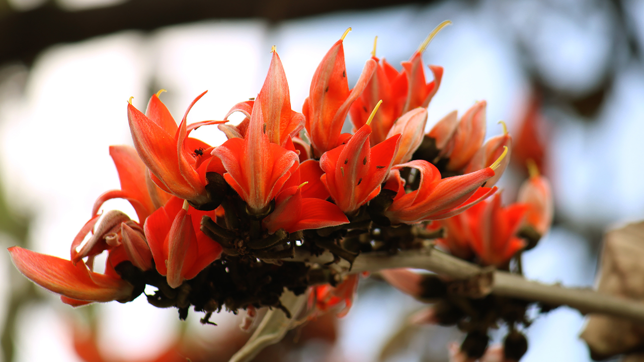 Palash Flower: From Lord Krishna’s Holi in Vrindavan to APIRA’s Gentle Face Wash